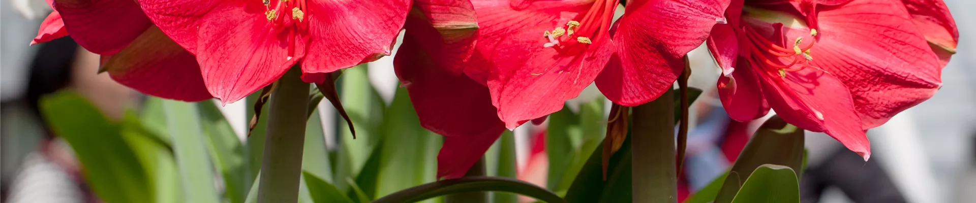 Hippeastrum 'Hercules'