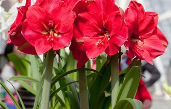 Pflanzzeit für Amaryllis Pflanzzeit für Amaryllis