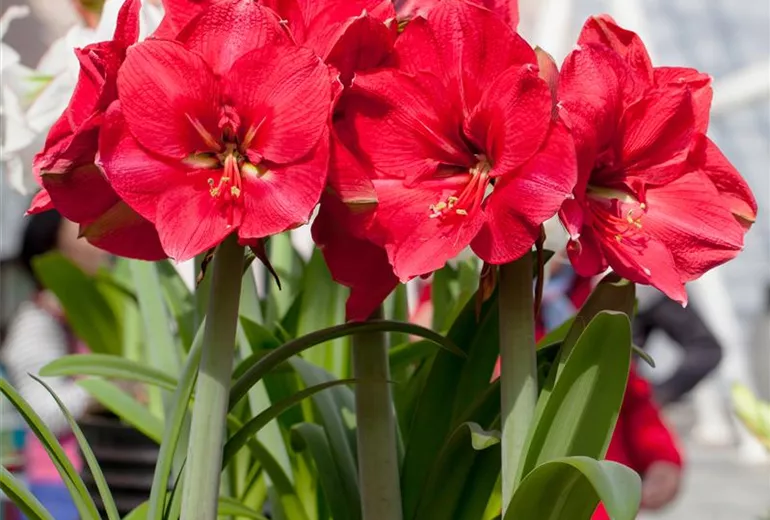 Hippeastrum 'Hercules'