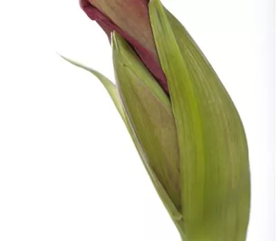 Hippeastrum Hybride Kolibri