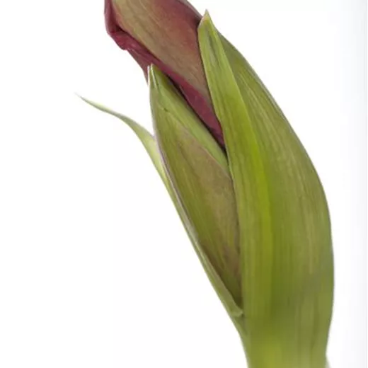 Hippeastrum Hybride Kolibri