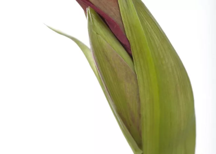 Hippeastrum Hybride Kolibri