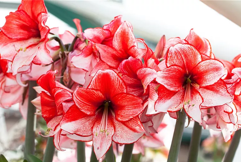 Hippeastrum 'Charisma'