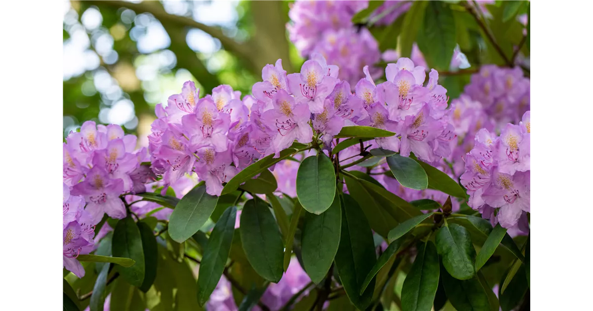 Hortensien und Rhododendren kaufen bei Garten Sauer