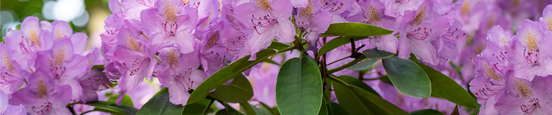 Rhododendron catawbiense 'Compactum' Rhododendron catawbiense 'Compactum'