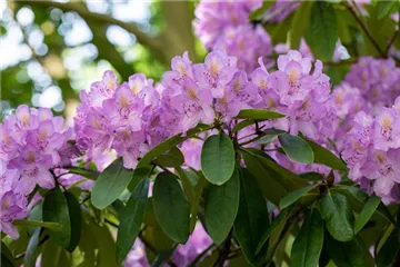 Hortensien und Rhododendren Hortensien und Rhododendren