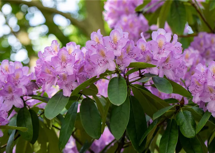 Hortensien und Rhododendren