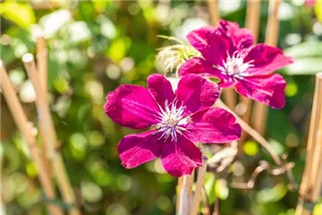 Kletterpflanzen Kletterpflanzen