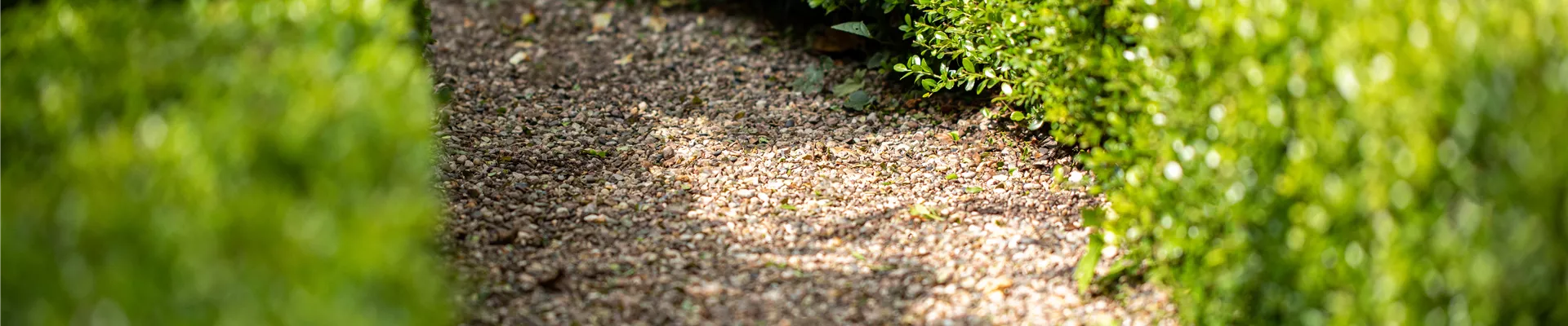 Hecke mit Weg