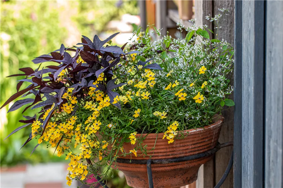Balkon- und Kübelpflanzen kaufen bei Garten Sauer