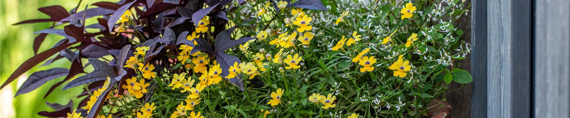 Sommerliche Topfbepflanzung