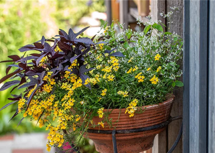 Balkon- und Kübelpflanzen Balkon- und Kübelpflanzen