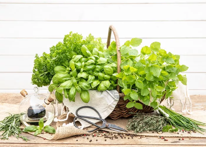 Kräuter und Gemüse Kräuter und Gemüse