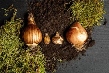 Sämereien und Blumenzwiebeln Sämereien und Blumenzwiebeln