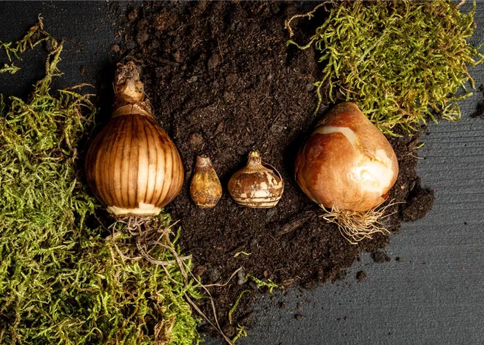 Sämereien und Blumenzwiebeln