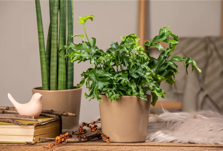 Phlebodium 'Nicolas Diamond' Phlebodium 'Nicolas Diamond'