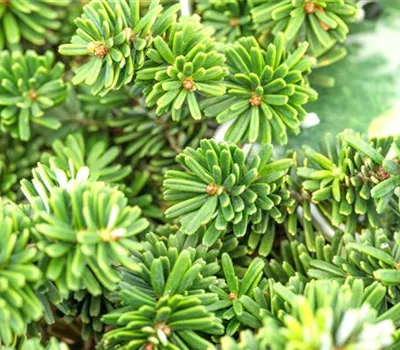 Abies koreana "Brilliant" Abies koreana "Brilliant"