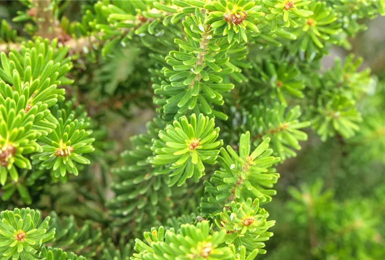 Abies koreana 'Molli' Abies koreana 'Molli'
