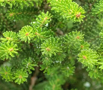 Abies koreana 'Molli'