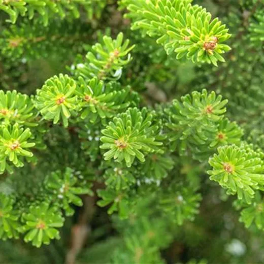 Abies koreana 'Molli'