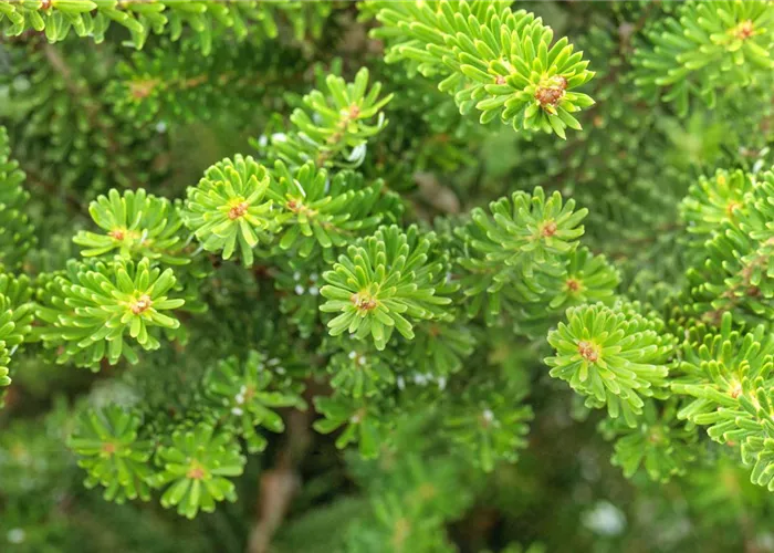 Abies koreana 'Molli'