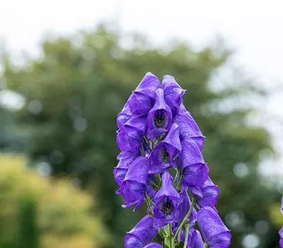 Aconitum carmichaelii 'Arendsii', veg.