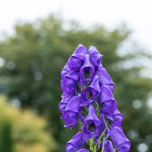 Aconitum carmichaelii 'Arendsii', veg.