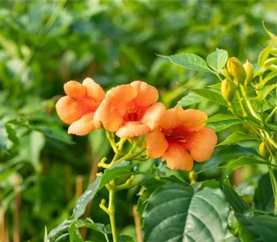 Campsis radicans 'Indian Summer' Campsis radicans 'Indian Summer'