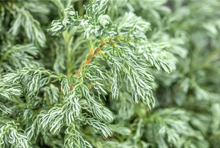 Chamaecyparis pisifera 'Boulevard' Chamaecyparis pisifera 'Boulevard'