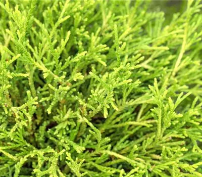 Chamaecyparis pis.'Sungold' Chamaecyparis pis.'Sungold'