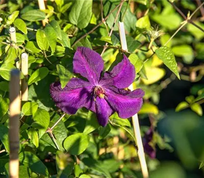 Clematis viticella 'Polish Spirit' Clematis viticella 'Polish Spirit'