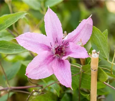 Clematis 'Comtesse de Bouchaud'