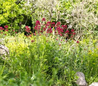 Centranthus ruber 'Coccineus'