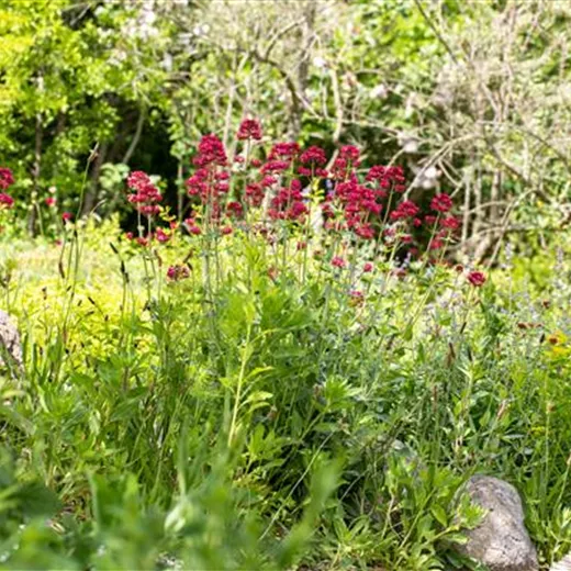 Centranthus ruber 'Coccineus'