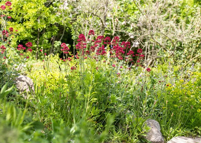 Centranthus ruber 'Coccineus'