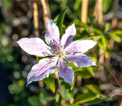 Clematis 'Nelly Moser'