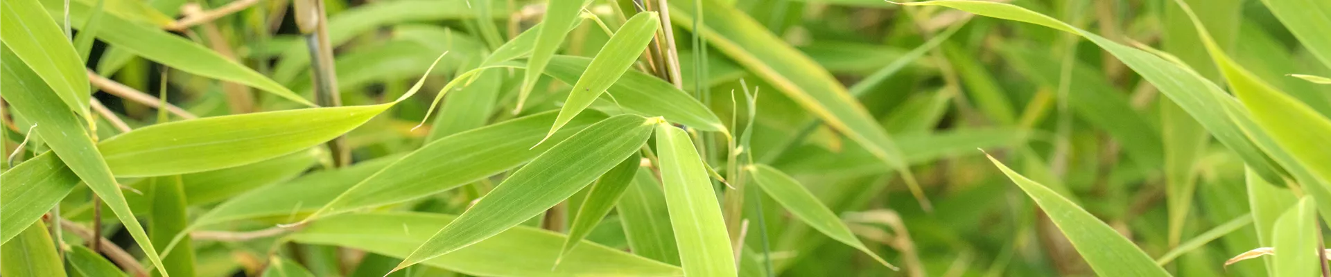 Fargesia murielae 'Bimbo' Fargesia murielae 'Bimbo'