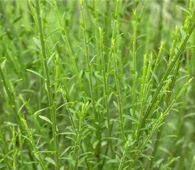 Cytisus scoparius 'Lena' Cytisus scoparius 'Lena'