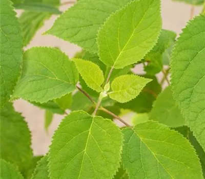 Hydrangea arbor.'Strong Annabelle' -R-