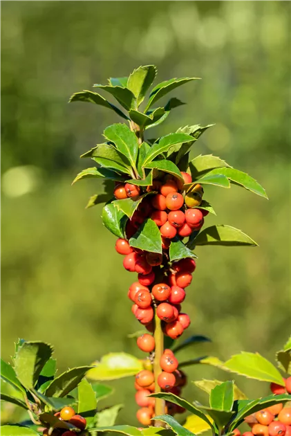 Ilex meserveae 'Heckenfee' -R-