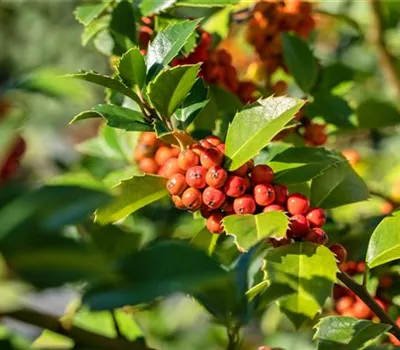 Ilex meserveae 'Heckenfee' -R- Ilex meserveae 'Heckenfee' -R-
