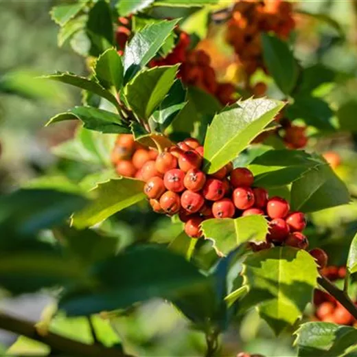 Ilex meserveae 'Heckenfee' -R-
