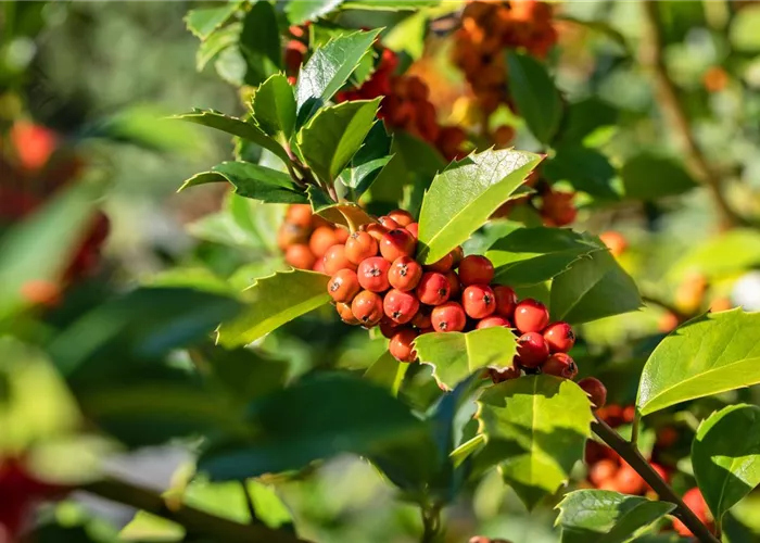 Ilex meserveae 'Heckenfee' -R-