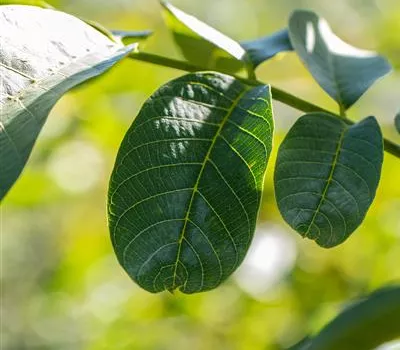 Juglans regia 'Weinsberg 1' CAC Juglans regia 'Weinsberg 1' CAC