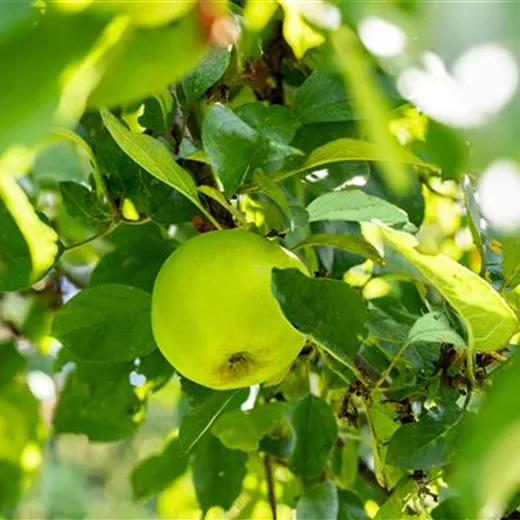 Malus 'Seestermüher Zitronenapfel' CAC Malus 'Seestermüher Zitronenapfel' CAC