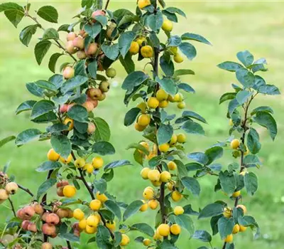 Malus 'Golden Hornet'