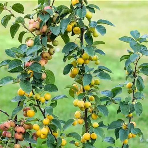 Malus 'Golden Hornet'
