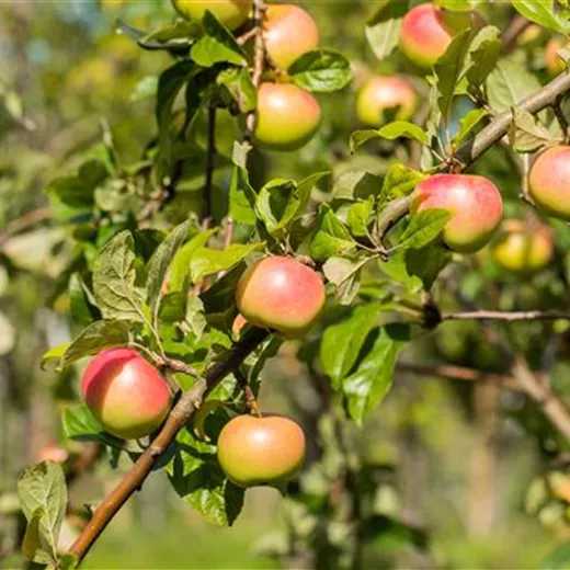Malus 'Jakob Fischer' CAC Malus 'Jakob Fischer' CAC