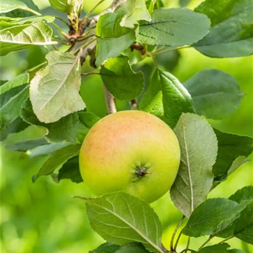 Malus 'Grahams Jubiläumsapfel' CAC Malus 'Grahams Jubiläumsapfel' CAC