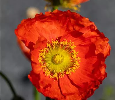 Papaver nudicaule, in Farben